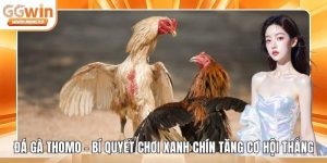 Đá gà Thomo